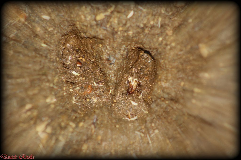 Sono impronte di cinghiale???